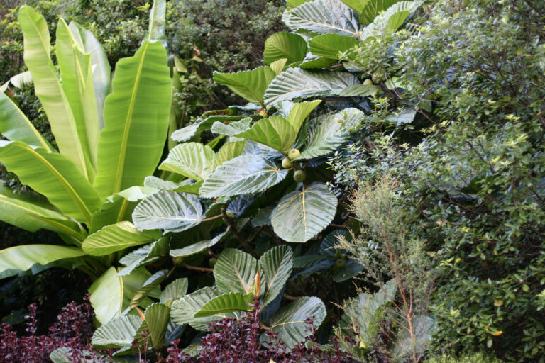 Ficus-dammaropsis-02