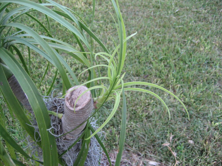 New_Growth
