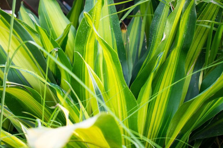 green-plants-2637613_1280