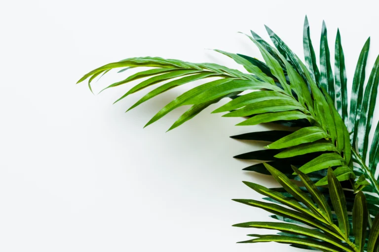 incredible-facts-about-areca-palm-natural-panaa-nsw-australia