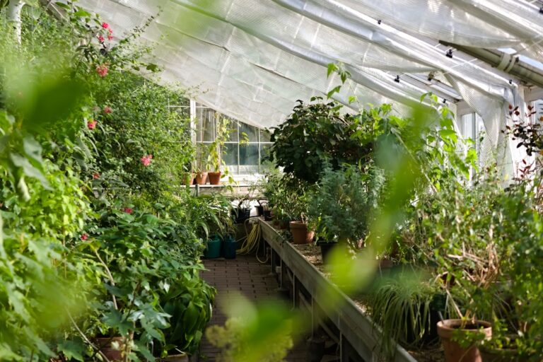 Lush green tropical plants in a nursery setting